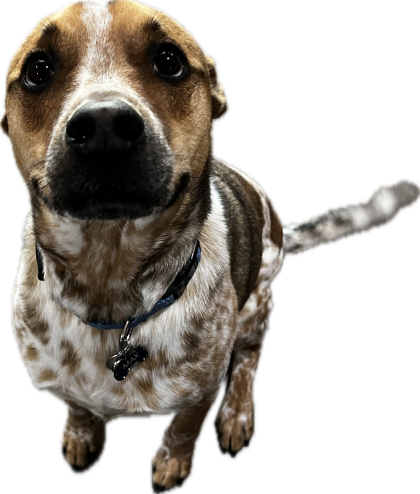 Happy dog