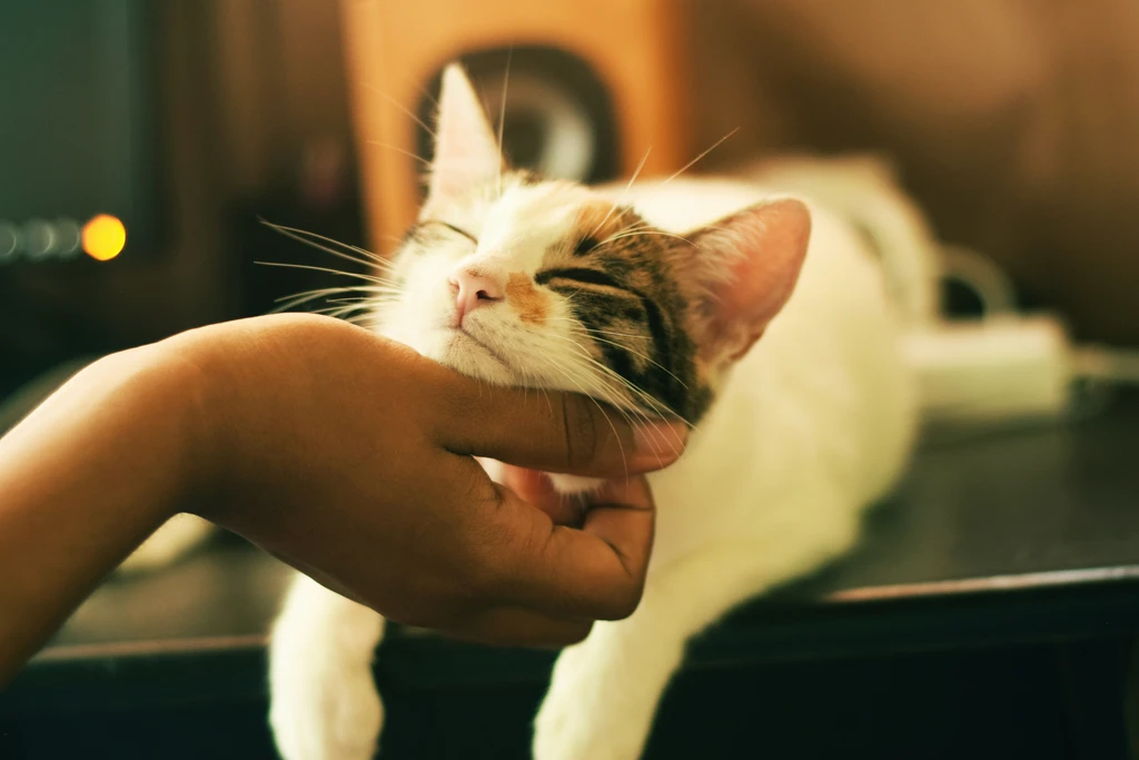 Special Needs Pet Care